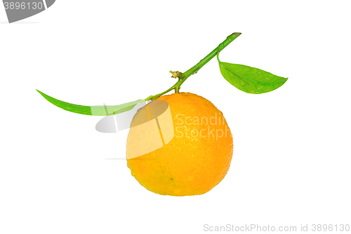 Image of Clementine with a green leaf