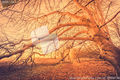 Image of Spooky tree in a magical sunrise