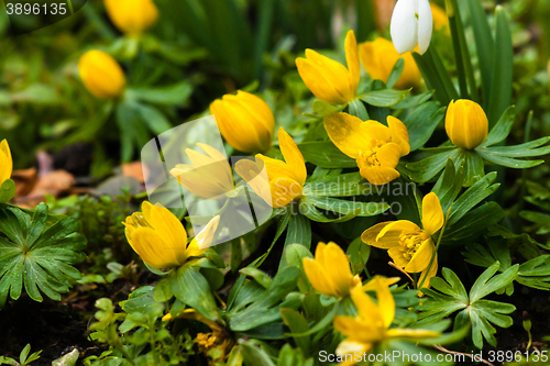 Image of Eranthis flowers close-up in a garden