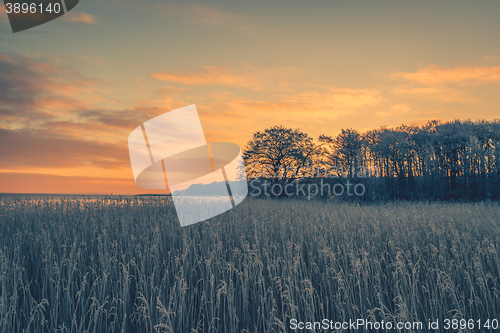 Image of Tree silhouettes in the winter sunrise 