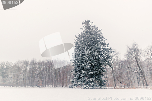 Image of Pine tree in a winter scenery