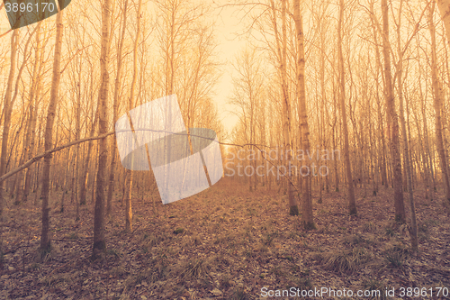 Image of Bare birch trees in the forest