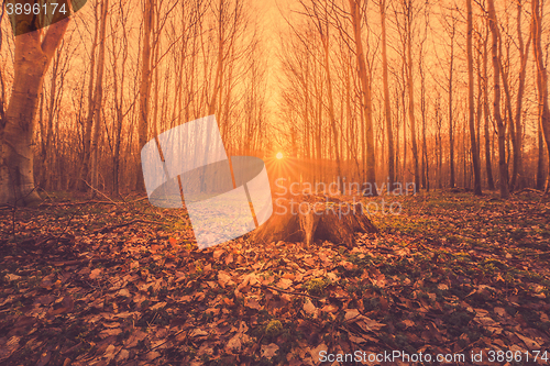 Image of Fairytale sunrise in a forest