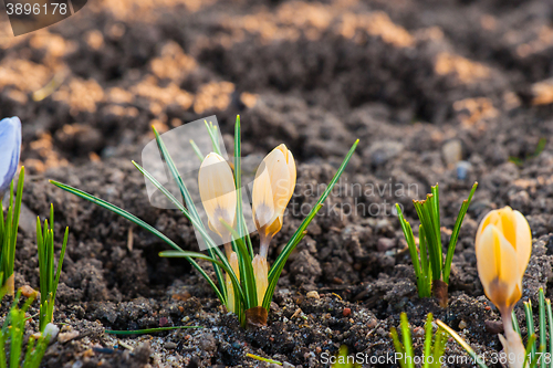 Image of Yellow crocus flowers in the soil