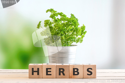 Image of Herbs in a metal bucket