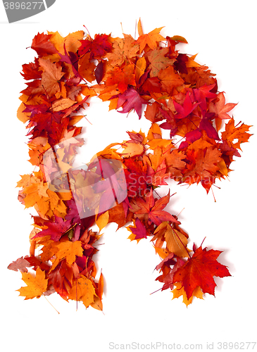 Image of alphabet sign from autumn leaf 