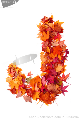 Image of alphabet sign from autumn leaf 