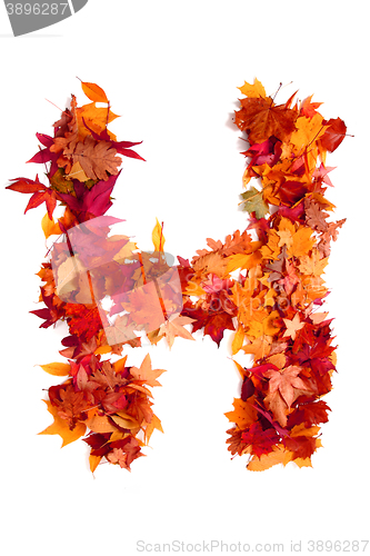 Image of alphabet sign from autumn leaf 