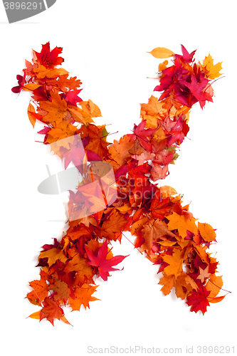 Image of alphabet sign from autumn leaf 