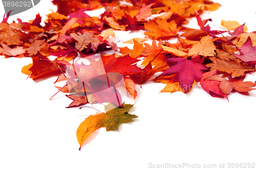 Image of autumn leaves isolated