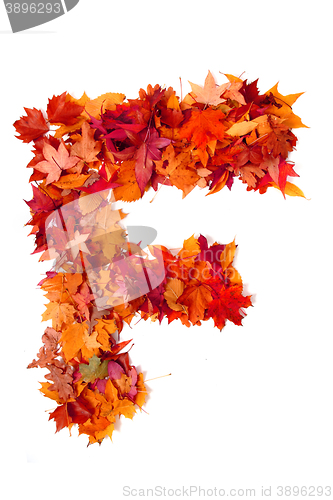 Image of alphabet sign from autumn leaf 