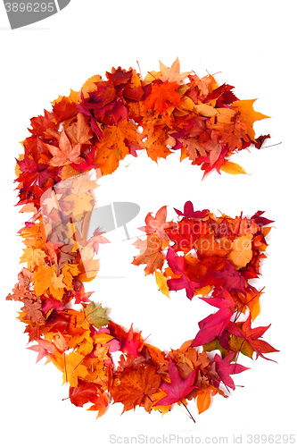 Image of alphabet sign from autumn leaf 