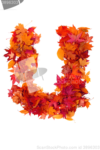 Image of alphabet sign from autumn leaf 