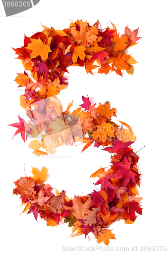 Image of alphabet sign from autumn leaf 