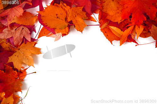 Image of autumn leaves isolated