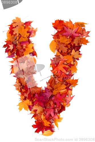 Image of alphabet sign from autumn leaf 
