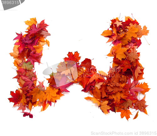 Image of alphabet sign from autumn leaf 