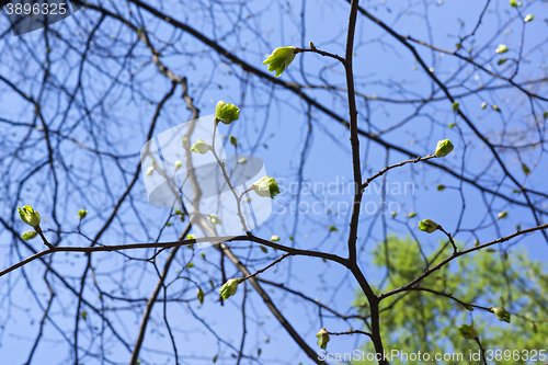 Image of Young leaves of poplar bloom