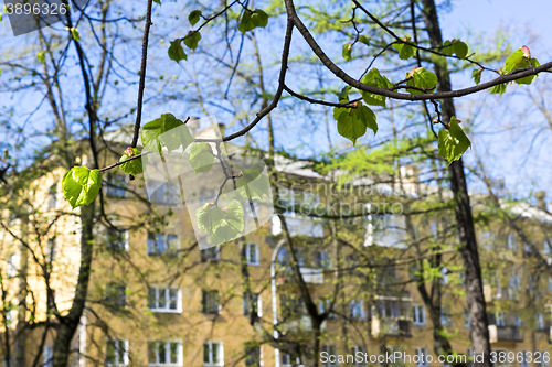 Image of Spring leaves in city