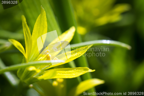 Image of Tiny yellow flower macro