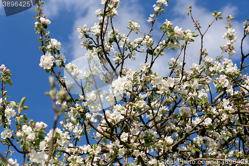 Image of blooming flowering apple in spring