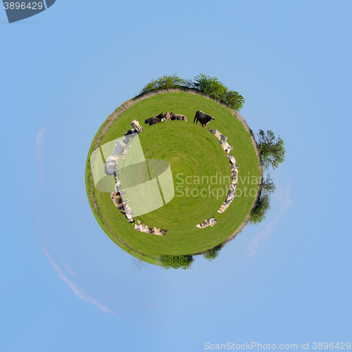 Image of Herd of cows at spring green field