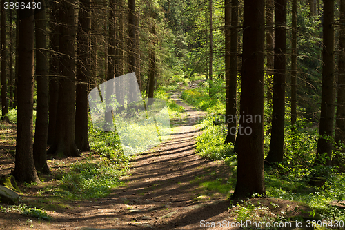 Image of rural forest path in the park