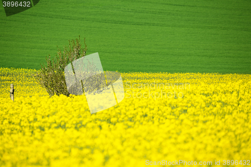 Image of Beautiful summer rural landscape