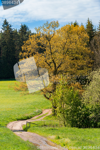 Image of rural path with trees next to meadows