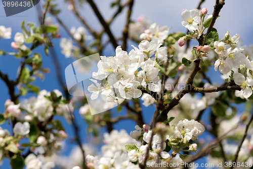 Image of blooming flowering apple in spring