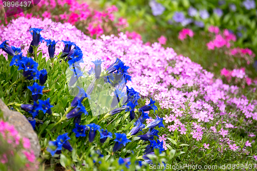 Image of Trumpet gentian, blue spring flower in garden