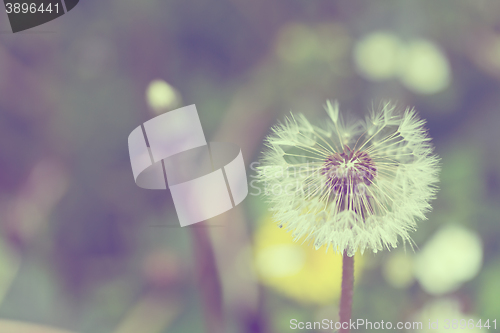 Image of close up of Dandelion on background green grass