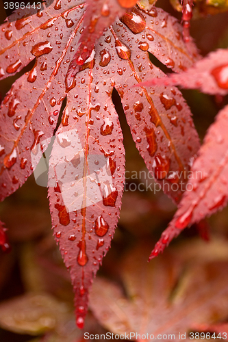 Image of water drops on red mapple leaf 