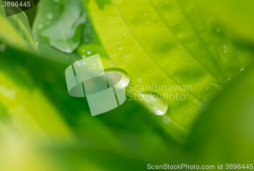 Image of water drops on green plant leaf