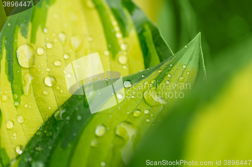 Image of water drops on green plant leaf 