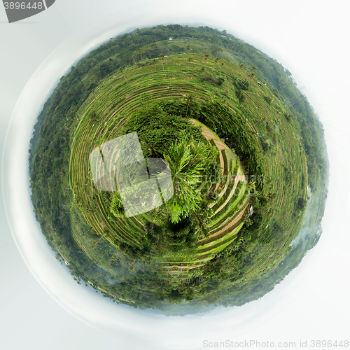 Image of Rice terraced paddy fields in central Bali, Indonesia