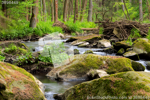 Image of small wild river in Bohemian forest 
