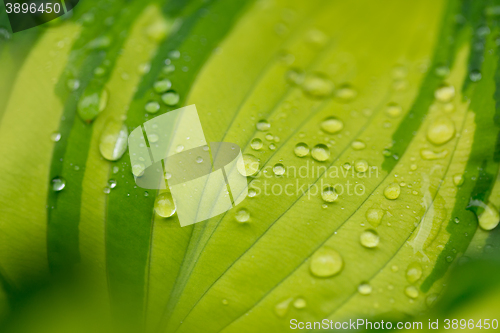 Image of water drops on green plant leaf 