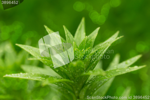 Image of water drops on green plant leaf
