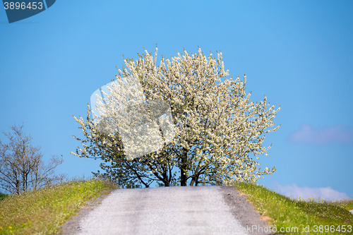 Image of spring flowering tree in countryside