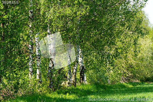 Image of birch tree in countryside