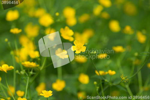 Image of marsh-marigold first yellow flowers spring