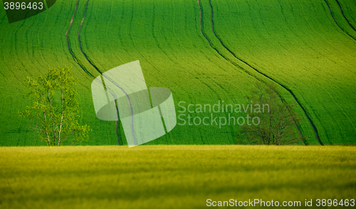 Image of Beautiful summer rural landscape lines