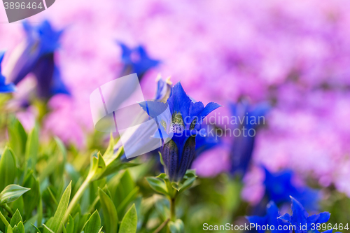 Image of Trumpet gentian, blue spring flower in garden