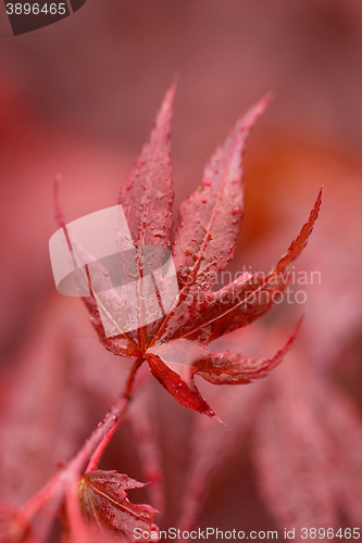 Image of water drops on red mapple leaf 