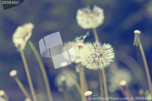 Image of close up of Dandelion on background green grass