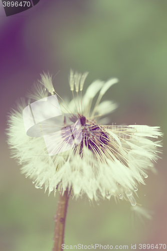 Image of close up of Dandelion on background green grass