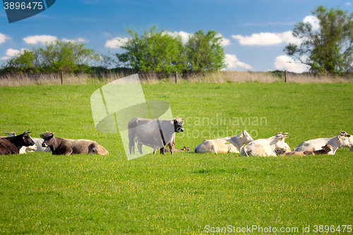 Image of Herd of cows at spring green field