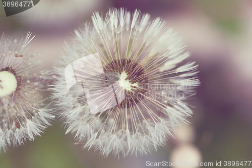 Image of close up of Dandelion on background green grass