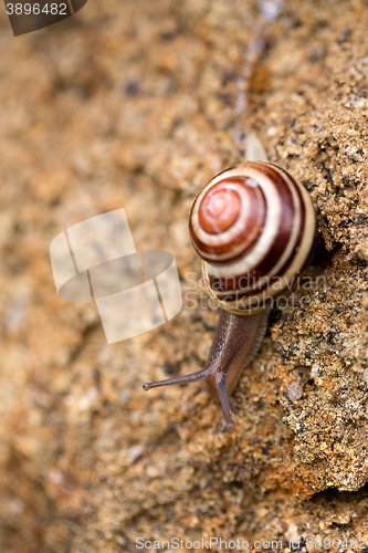 Image of small garden snail